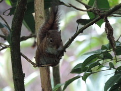 Sciurus pucheranii