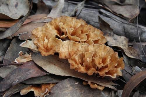 Podoscypha petalodes ssp. petalodes image