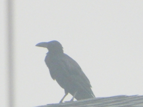 Large-billed Crow