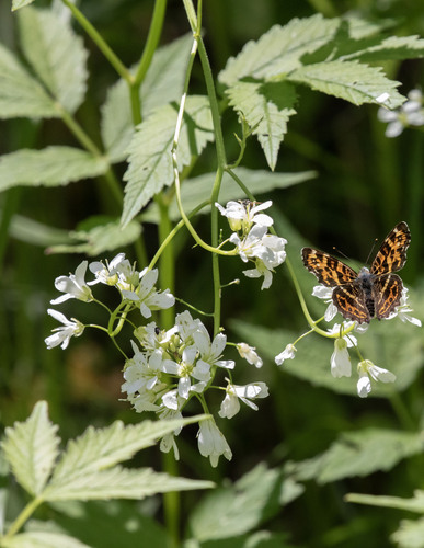 Cardamine leucantha