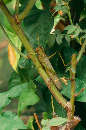 Violet-winged Grasshopper