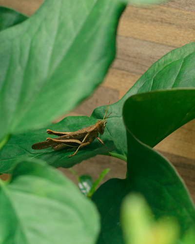 Abracris flavolineata
