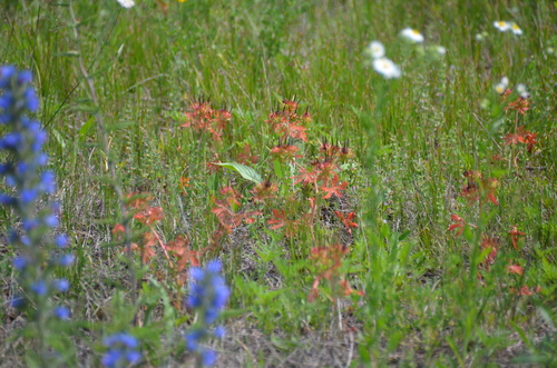 Geranium carolinianum, photograph 6