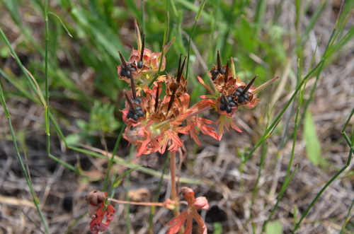 Geranium carolinianum, photograph 4