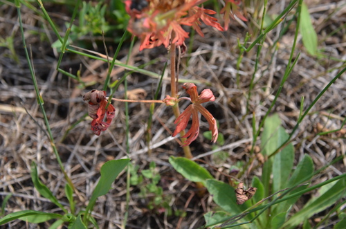 Geranium carolinianum, photograph 5