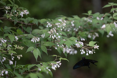Staphylea bumalda