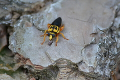 Laphria saffrana