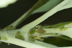 Macrosiphum euphorbiae
