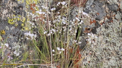 Allium haematochiton
