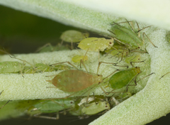 Macrosiphum euphorbiae