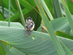 Sporophila morelleti