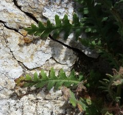 Emmenanthe penduliflora penduliflora