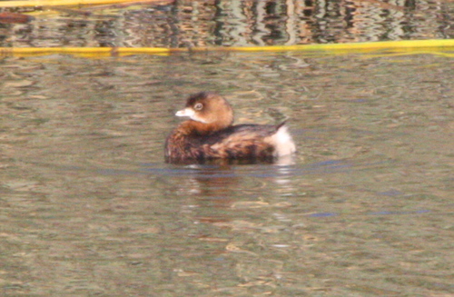 Podilymbus podiceps