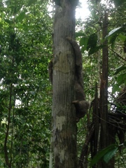 Bradypus tridactylus