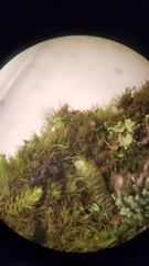 Dicranum flagellare