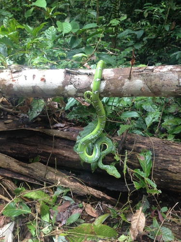 Emerald Tree Boa observed near Potaro-Siparuni, Guyana, (c) Lance Caldwell, some rights reserved (CC BY-NC)