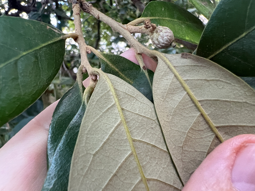 Quercus oleoides, photograph 2
