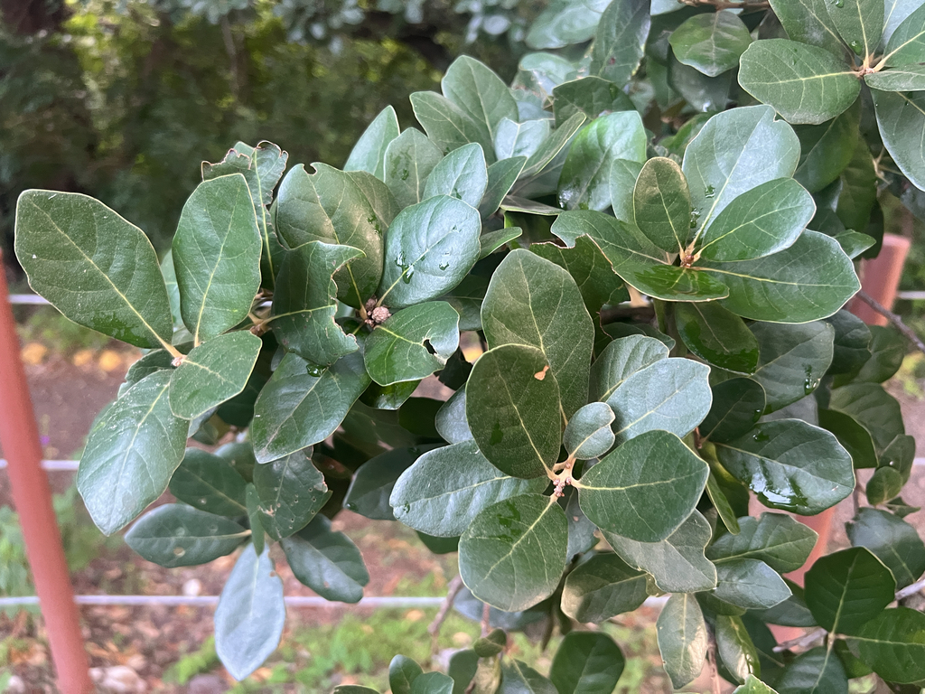 Quercus oleoides; photograph author not stated, no rights reserved