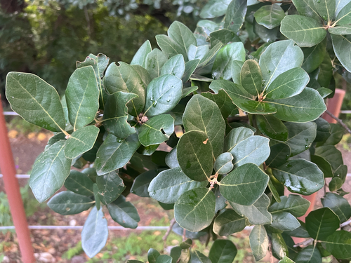 Quercus oleoides