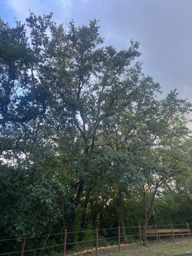 Quercus oleoides, photograph 5