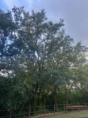 author not stated, no rights reserved Quercus oleoides, photograph author not stated, no rights reserved