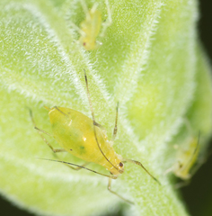 Macrosiphum euphorbiae
