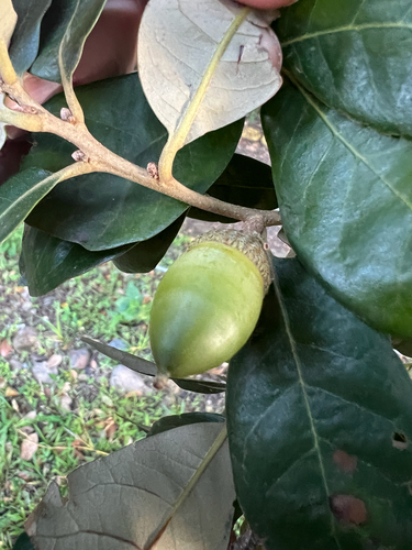 Quercus oleoides, photograph 3