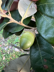 author not stated, no rights reserved Quercus oleoides, photograph author not stated, no rights reserved