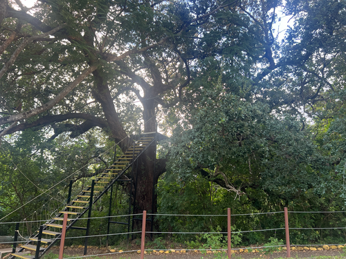 Quercus oleoides, photograph 4