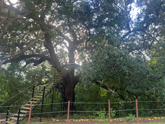 author not stated, no rights reserved Quercus oleoides, photograph author not stated, no rights reserved