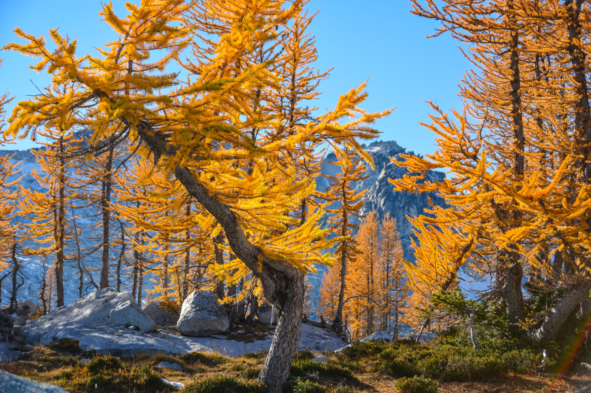 Larix lyallii