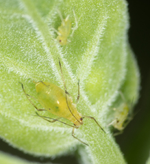 Macrosiphum euphorbiae