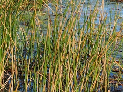 Eleocharis sphacelata, photograph (c) Angus Campbell, some rights reserved (CC BY)