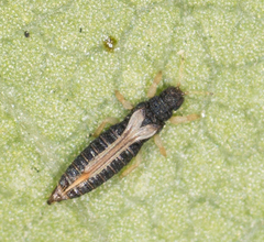 Heliothrips haemorrhoidalis