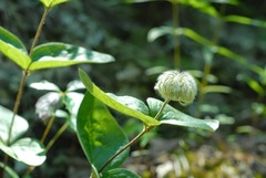 Clematis coactilis