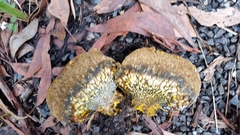 Pisolithus marmoratus