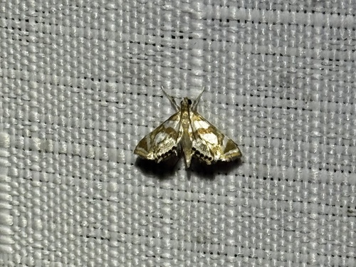 Bold Medicine Moth photo 5