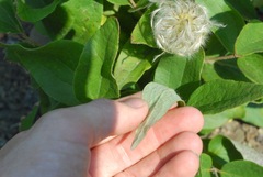 Clematis coactilis