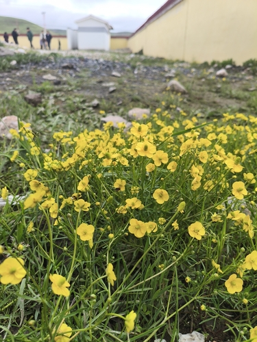 Ranunculus tanguticus