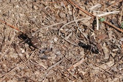 Cicindela gemmata