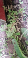 Selaginella