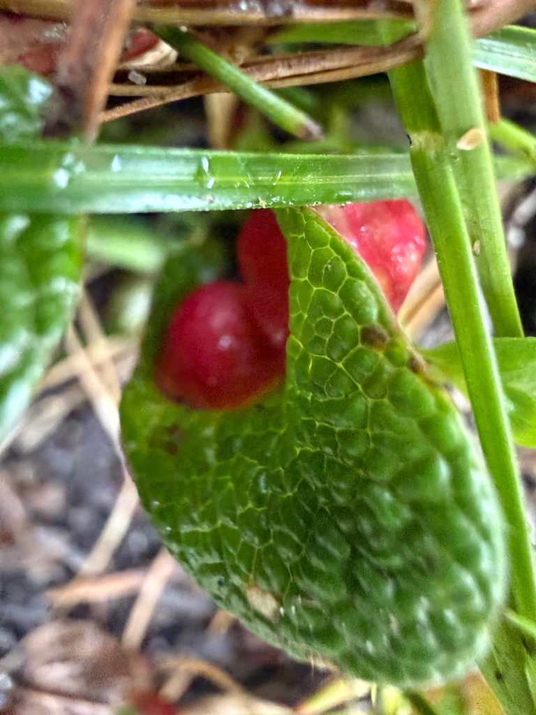 Pontania reticulatae