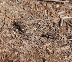 Cicindela gemmata