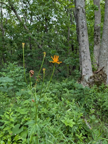 Trollius chinensis, photograph 2