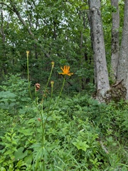 Trollius chinensis, photograph (c) Repina Tatyana, some rights reserved (CC BY)