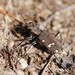 Cicindela gemmata - Photo (c) Paul B., some rights reserved (CC BY-NC-ND), uploaded by Paul B.