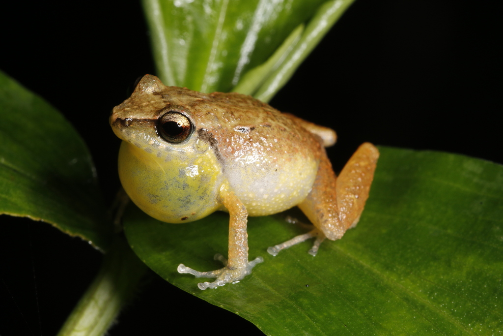 Abbott's Robber Frog (Eleutherodactylus abbotti)