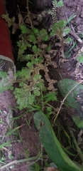 Selaginella