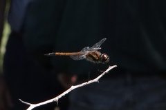 Tramea cophysa