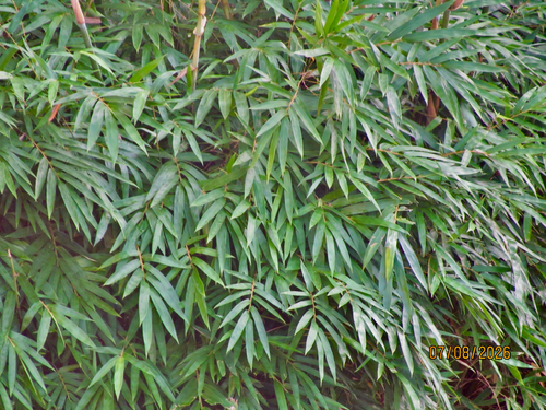 Bambusa multiplex observed 2026-07-08